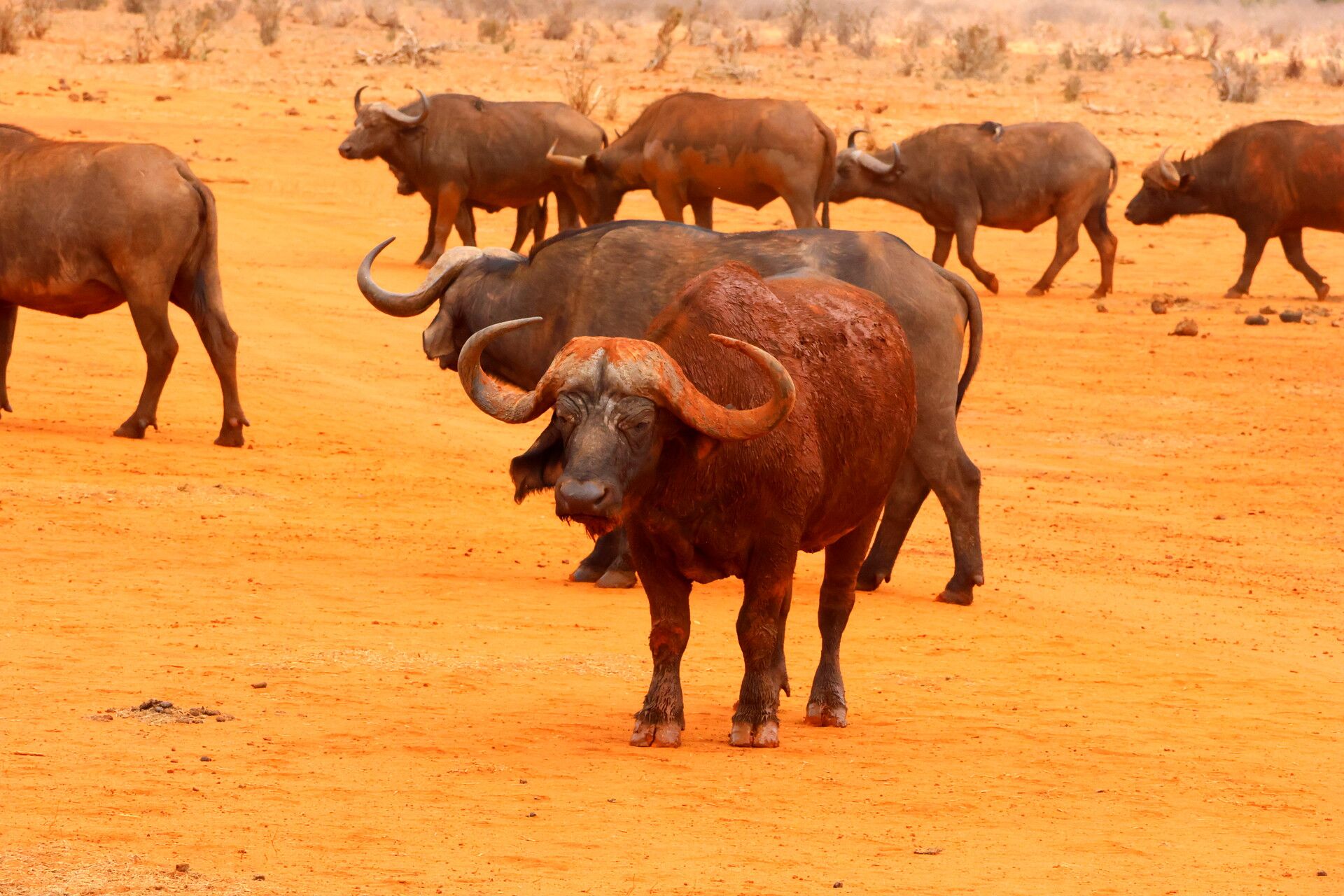 Kenia Safari Büffel Tsavo Ost Nationalpark Reiseblog