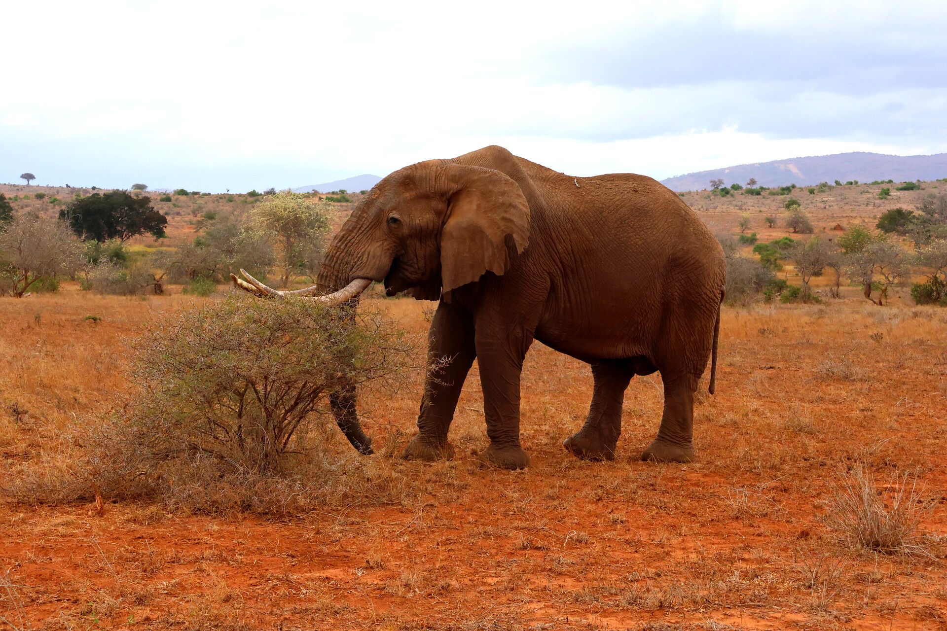 Kenia Safari alter Elefant Taita Hills Nationalpark Reiseblog Kenia