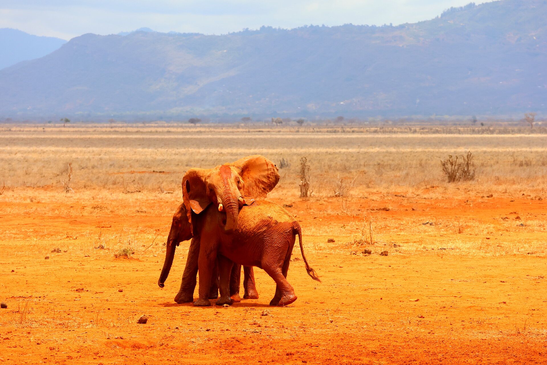 Kenia Safari 2 Elefanten Tsavo Ost Nationalpark Reiseblog