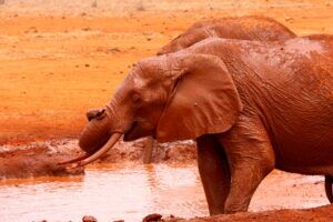 Kenia Safari nasser Elefanten Tsavo Ost Nationalpark Reiseblog