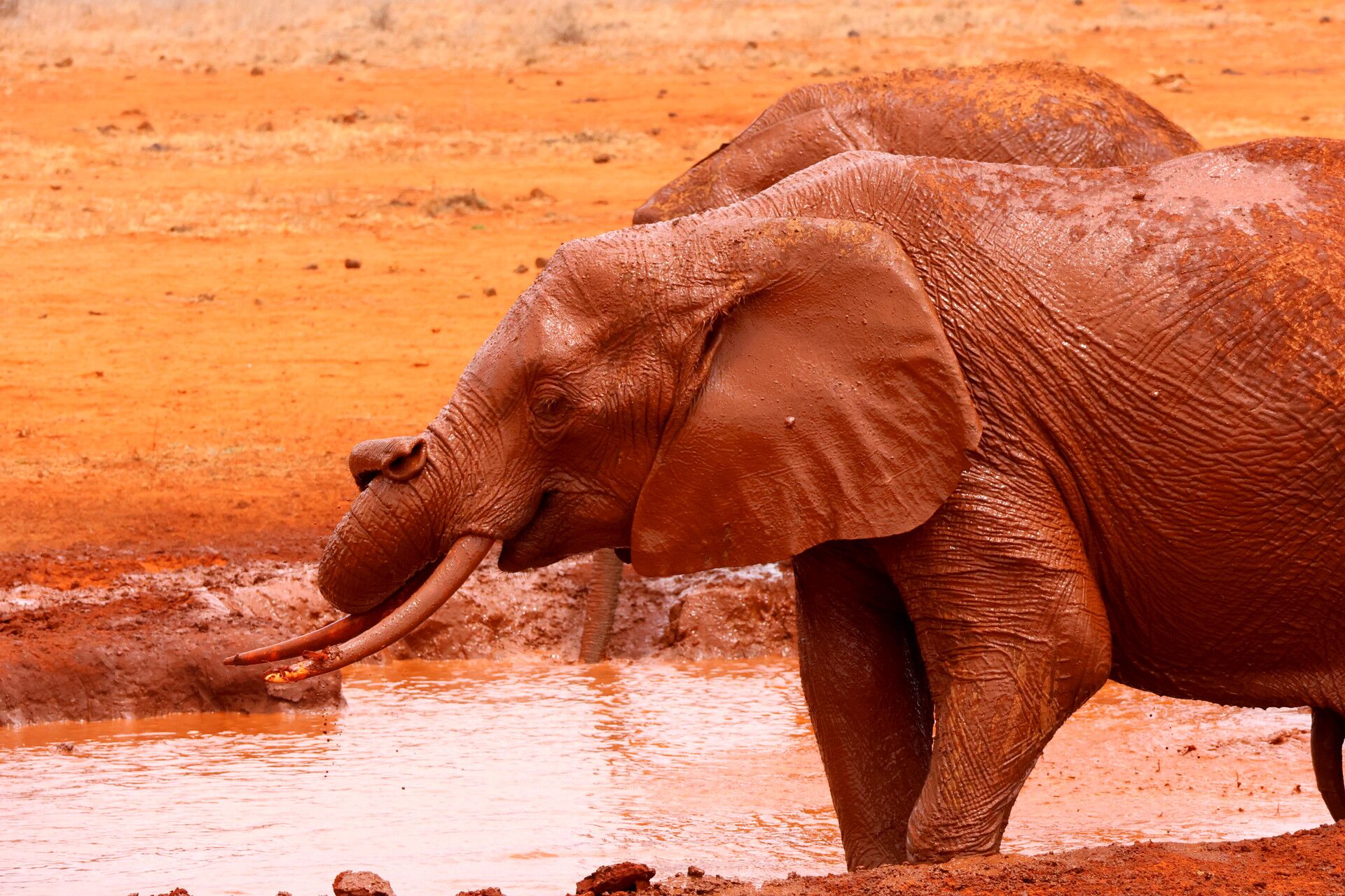 Kenia Safari nasser Elefanten Tsavo Ost Nationalpark Reiseblog