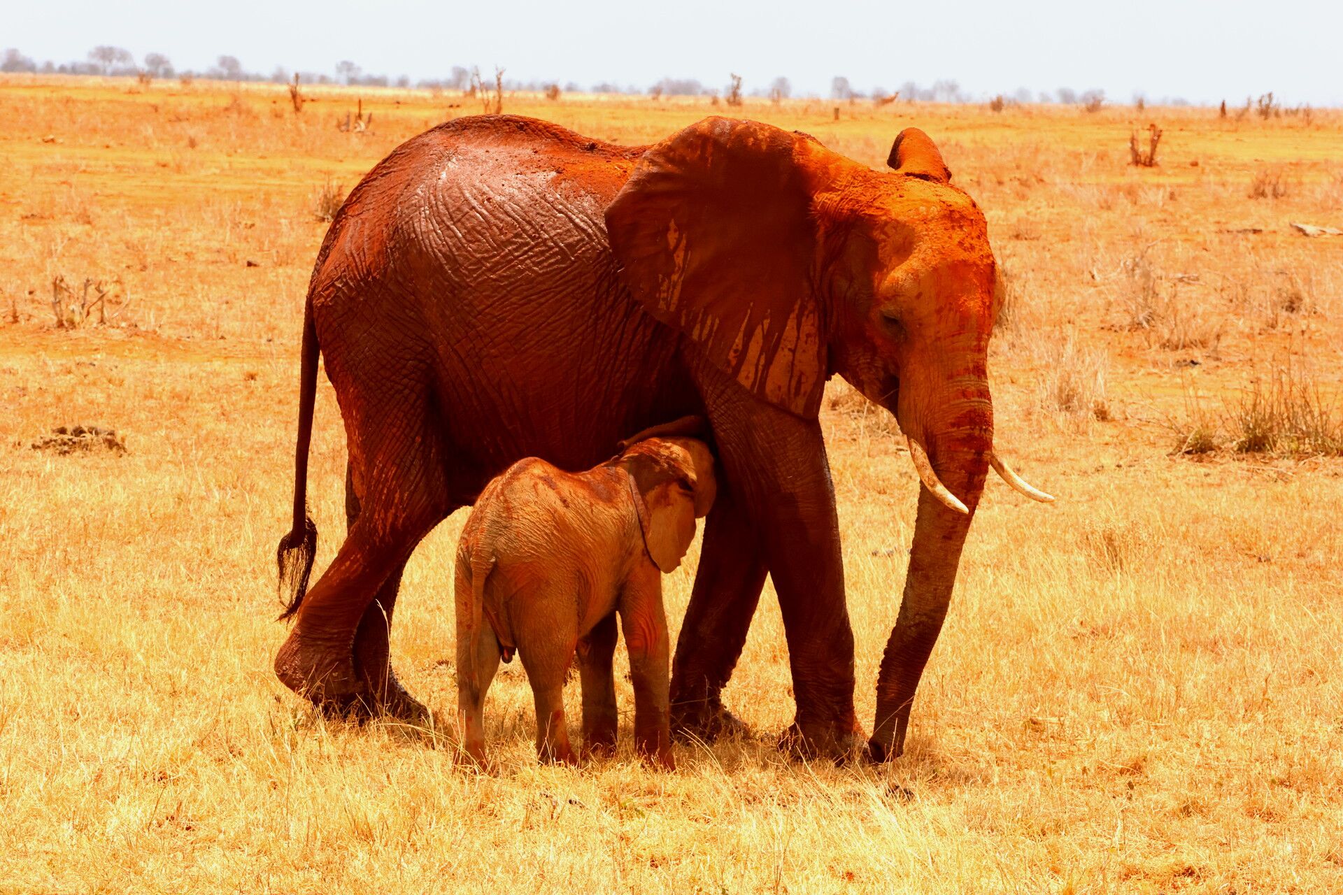 Kenia Safari Elefanten Baby trinkt Tsavo Ost Nationalpark Reiseblog