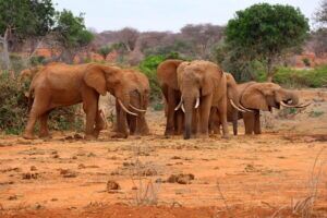 Kenia Safari Elefanten Familie Tsavo Ost Nationalpark Reiseblog