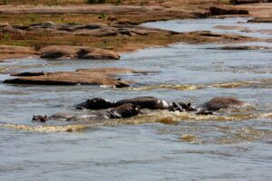 Kenia Safari Flusspferde Tsavo Ost Nationalpark Reiseblog