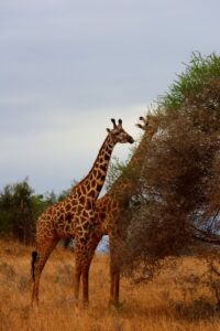 Kenia Safari Giraffen Taita Hills Nationalpark Reiseblog Kenia