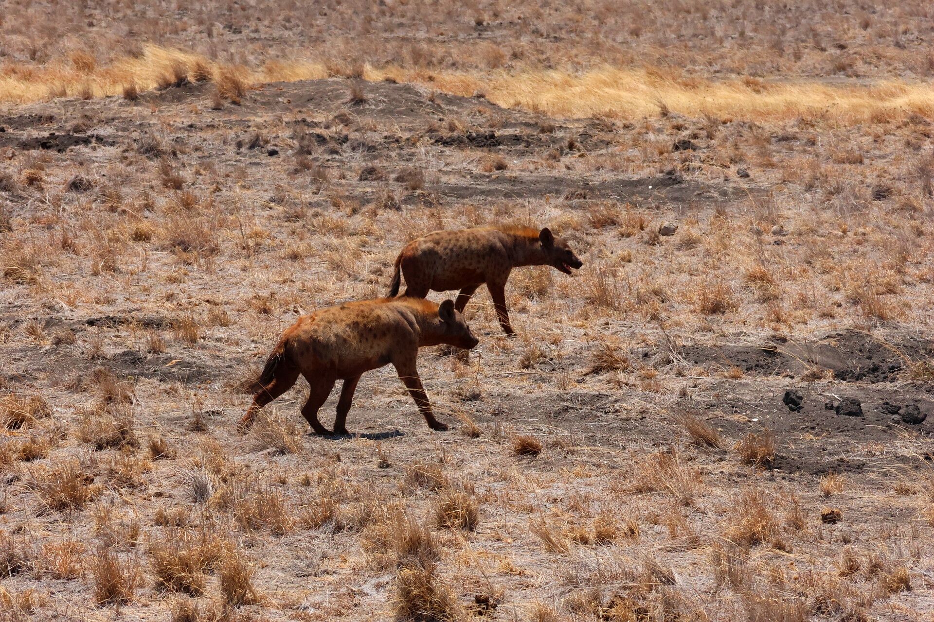 Kenia Safari Hyänen Tsavo Ost Nationalpark Reiseblog