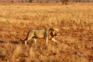 Kenia Safari Löwe Tsavo Ost Nationalpark Reiseblog