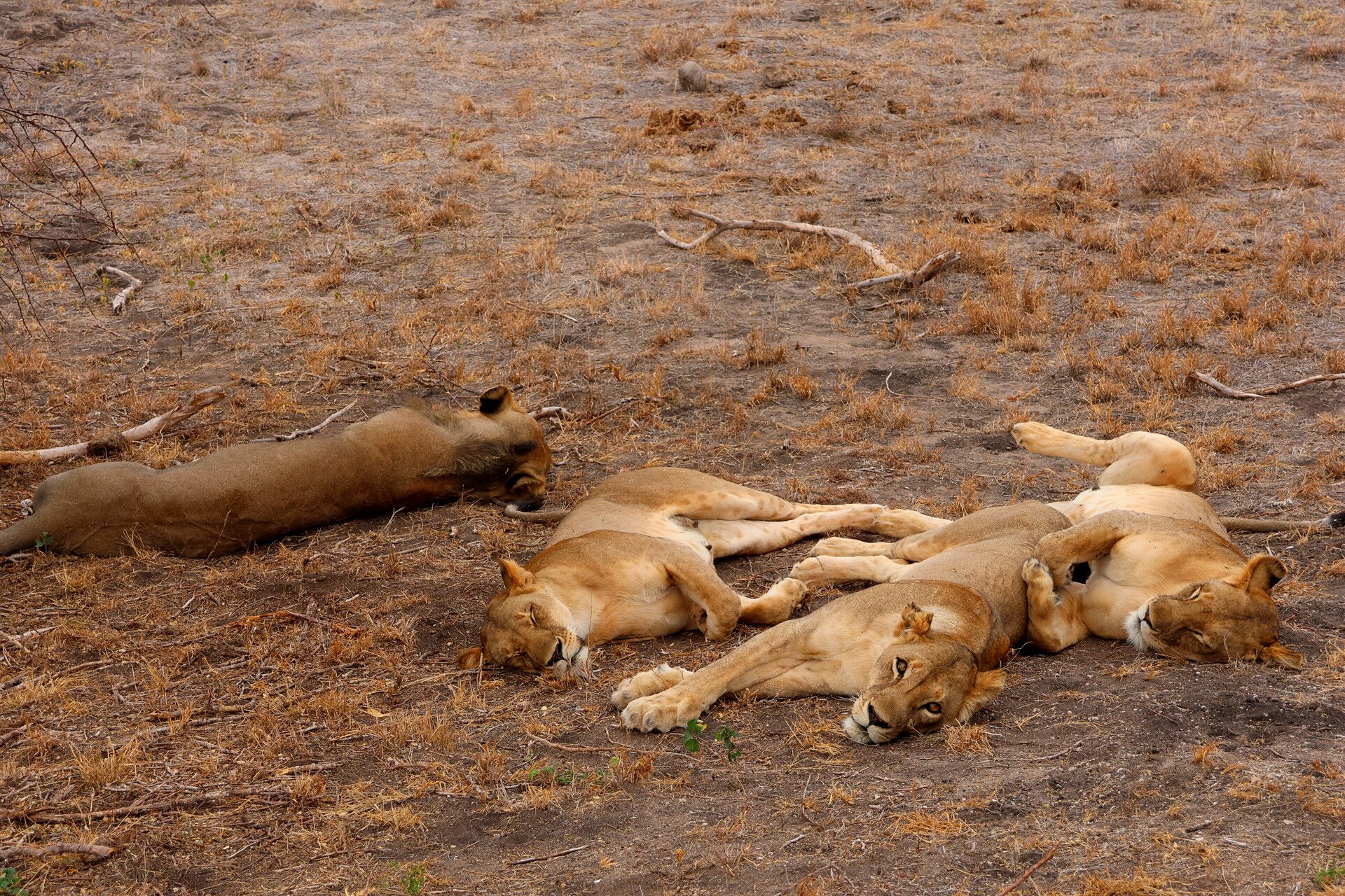 Kenia Safari Löwen Rudel Tsavo Ost Nationalpark Reiseblog