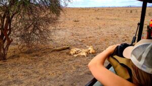 Kenia Safari Löwen fotografieren Tsavo Ost Nationalpark Reiseblog