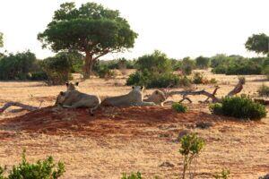 Kenia Safari Löwen am Morgen Tsavo Ost Nationalpark Reiseblog