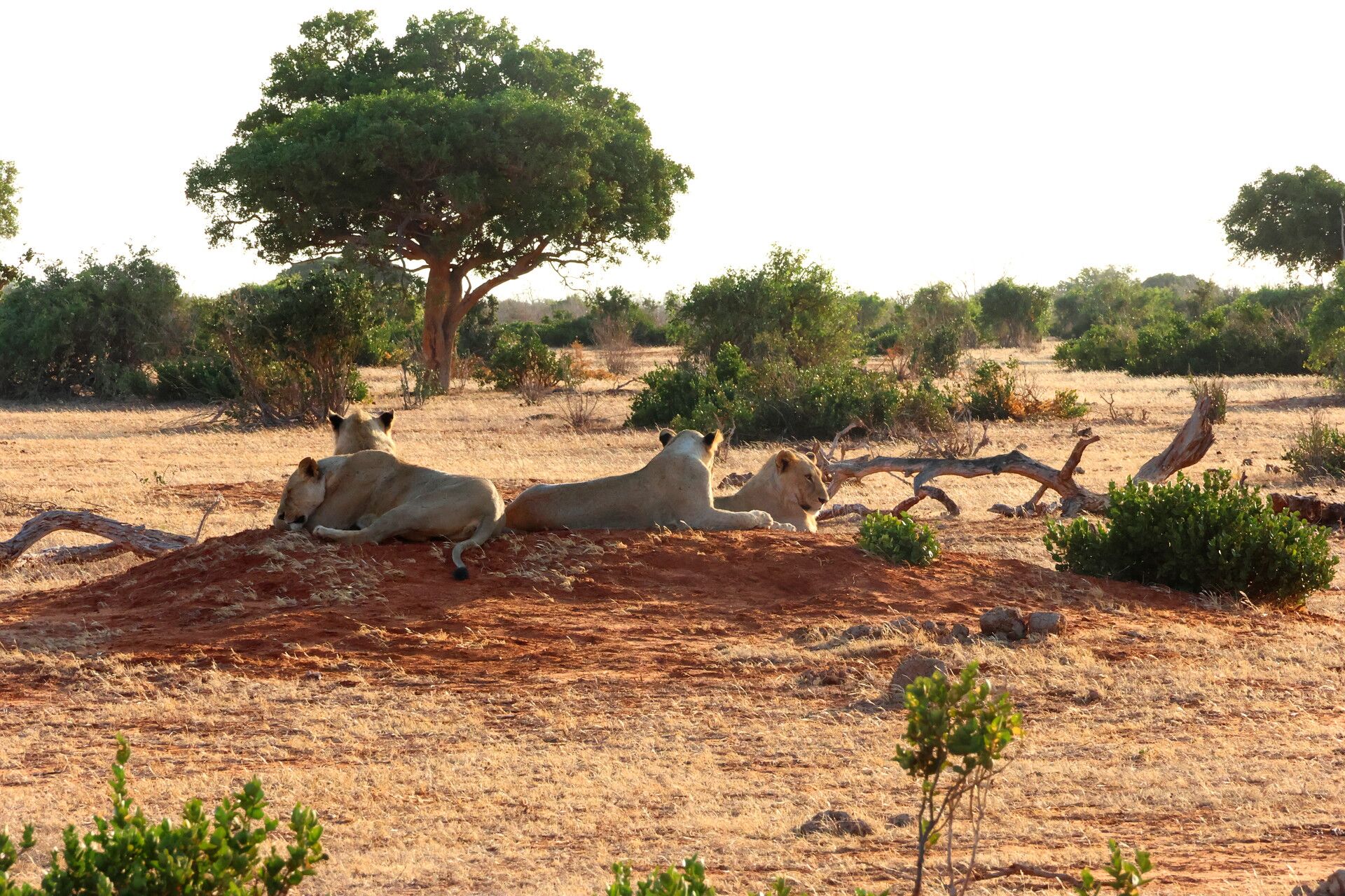 Kenia Safari Löwen am Morgen Tsavo Ost Nationalpark Reiseblog