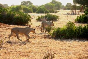 Kenia Safari Löwen Pirsch Tsavo Ost Nationalpark Reiseblog