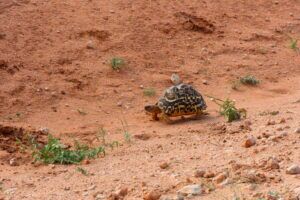 Kenia Safari Pantherschildkröte Tsavo Ost Nationalpark Reiseblog