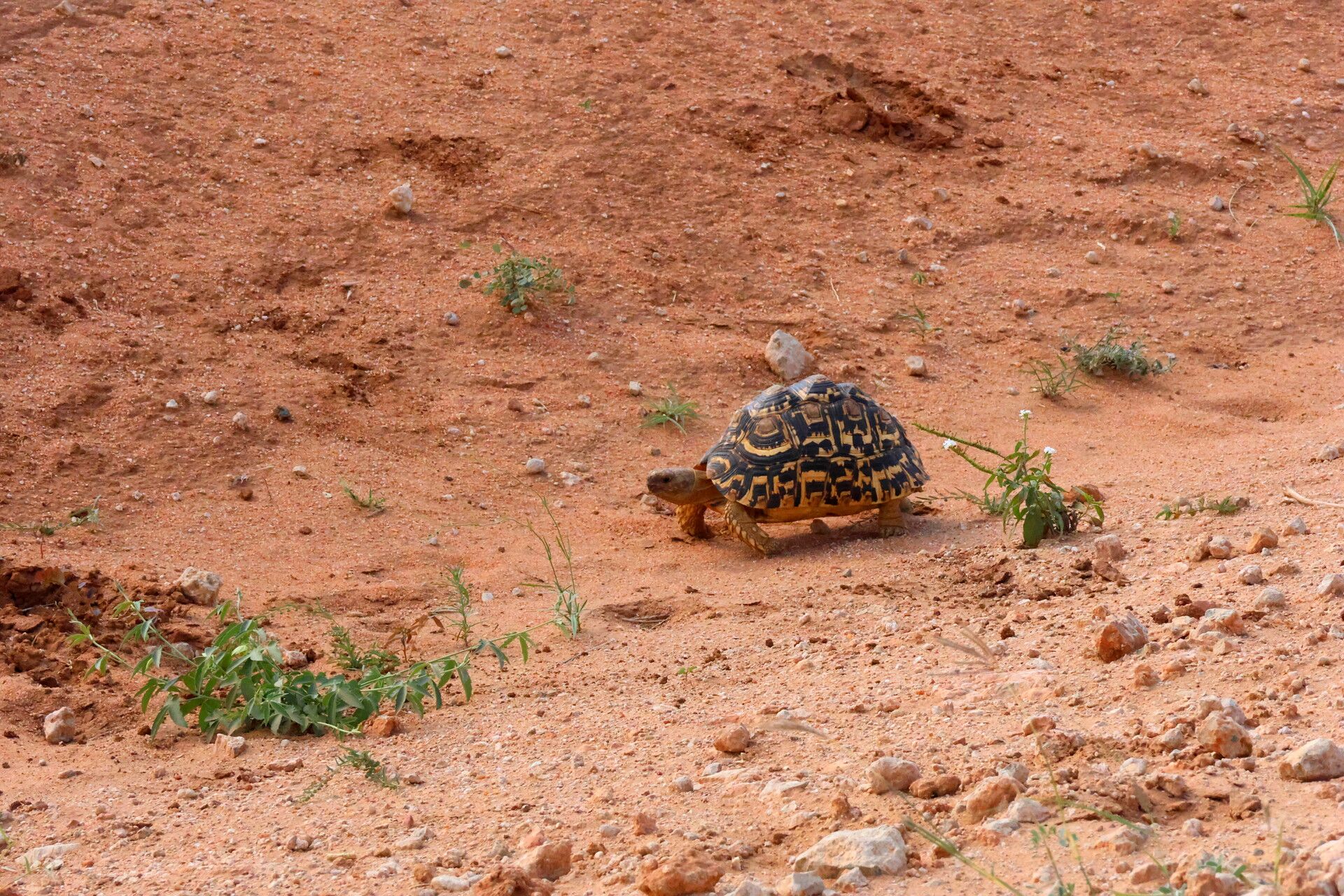 Kenia Safari Pantherschildkröte Tsavo Ost Nationalpark Reiseblog