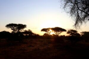 Kenia Safari Sonnenuntergang hinter Bäumen Tsavo Ost Nationalpark Reiseblog