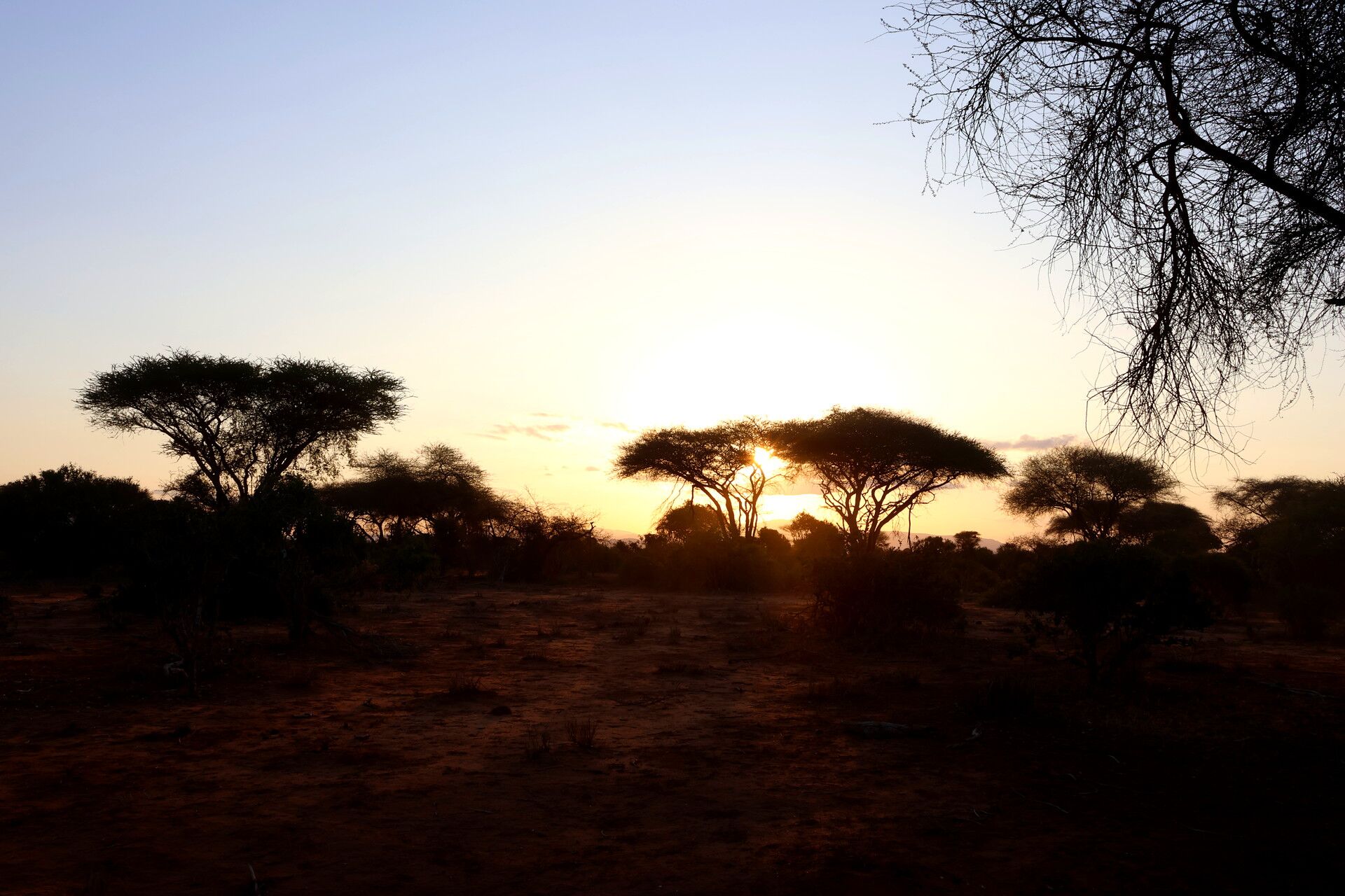 Kenia Safari Sonnenuntergang hinter Bäumen Tsavo Ost Nationalpark Reiseblog