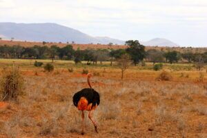 Kenia Safari Strauß Taita Hills Nationalpark Reiseblog Kenia