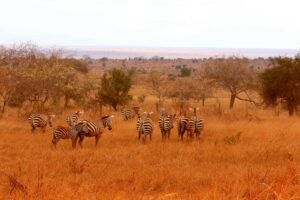 Kenia Safari Zebra Herde Taita Hills Nationalpark Reiseblog Kenia