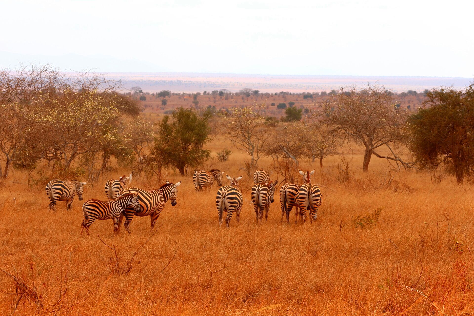 Kenia Safari Zebra Herde Taita Hills Nationalpark Reiseblog Kenia