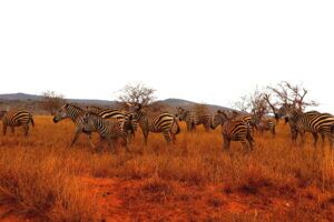 Kenia Safari Zebra Taita Hills Nationalpark Reiseblog Kenia