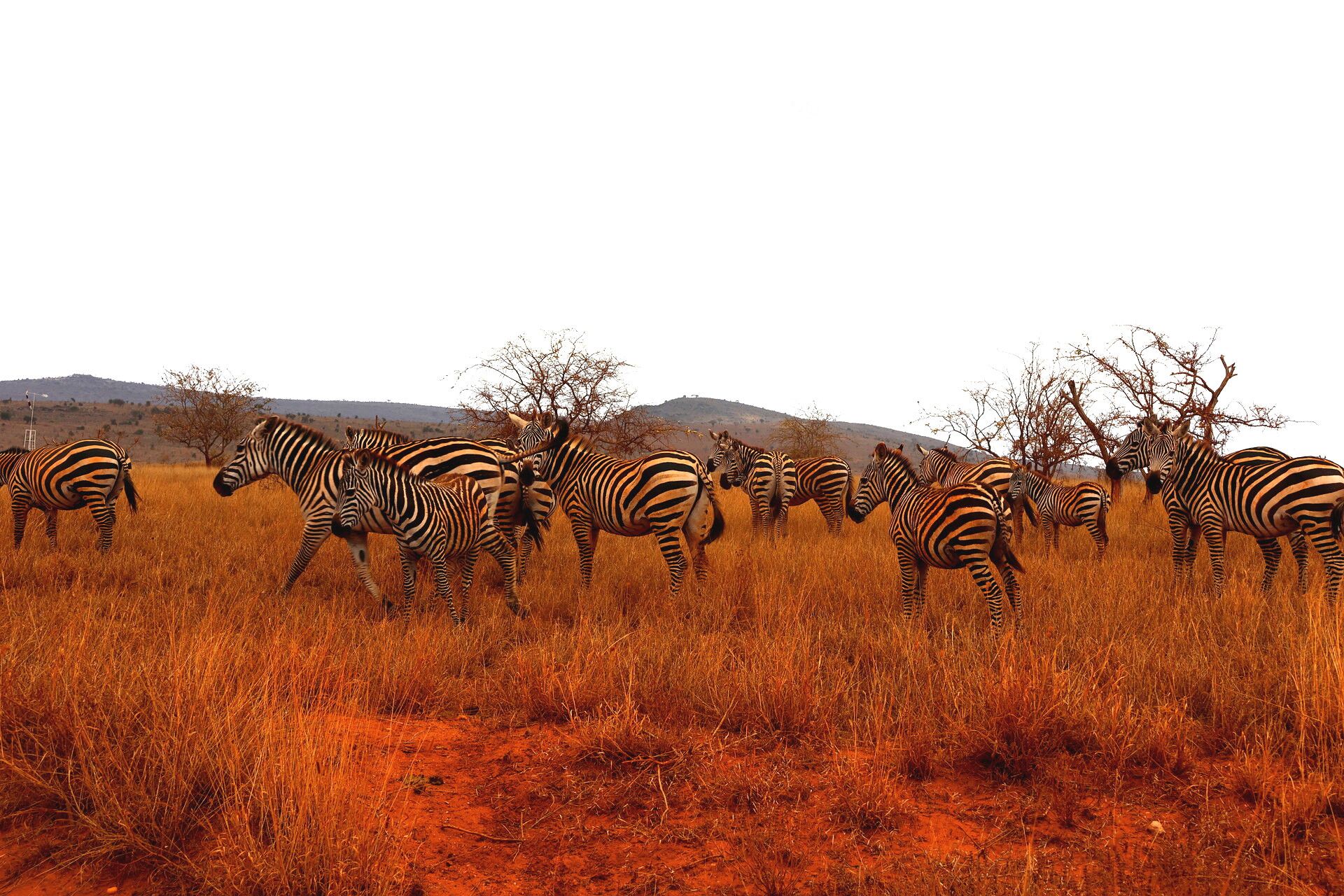 Kenia Safari Zebra Taita Hills Nationalpark Reiseblog Kenia