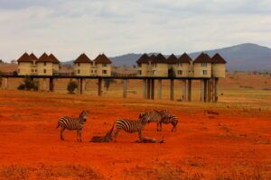 Kenia Safari Zebra Gruppe Taita Hills Nationalpark Reiseblog Kenia