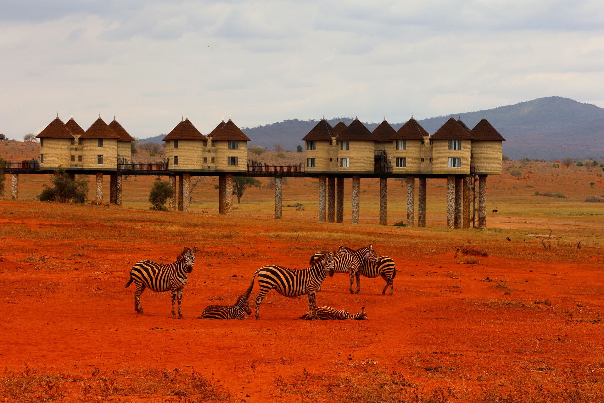Kenia Safari Zebra Gruppe Taita Hills Nationalpark Reiseblog Kenia