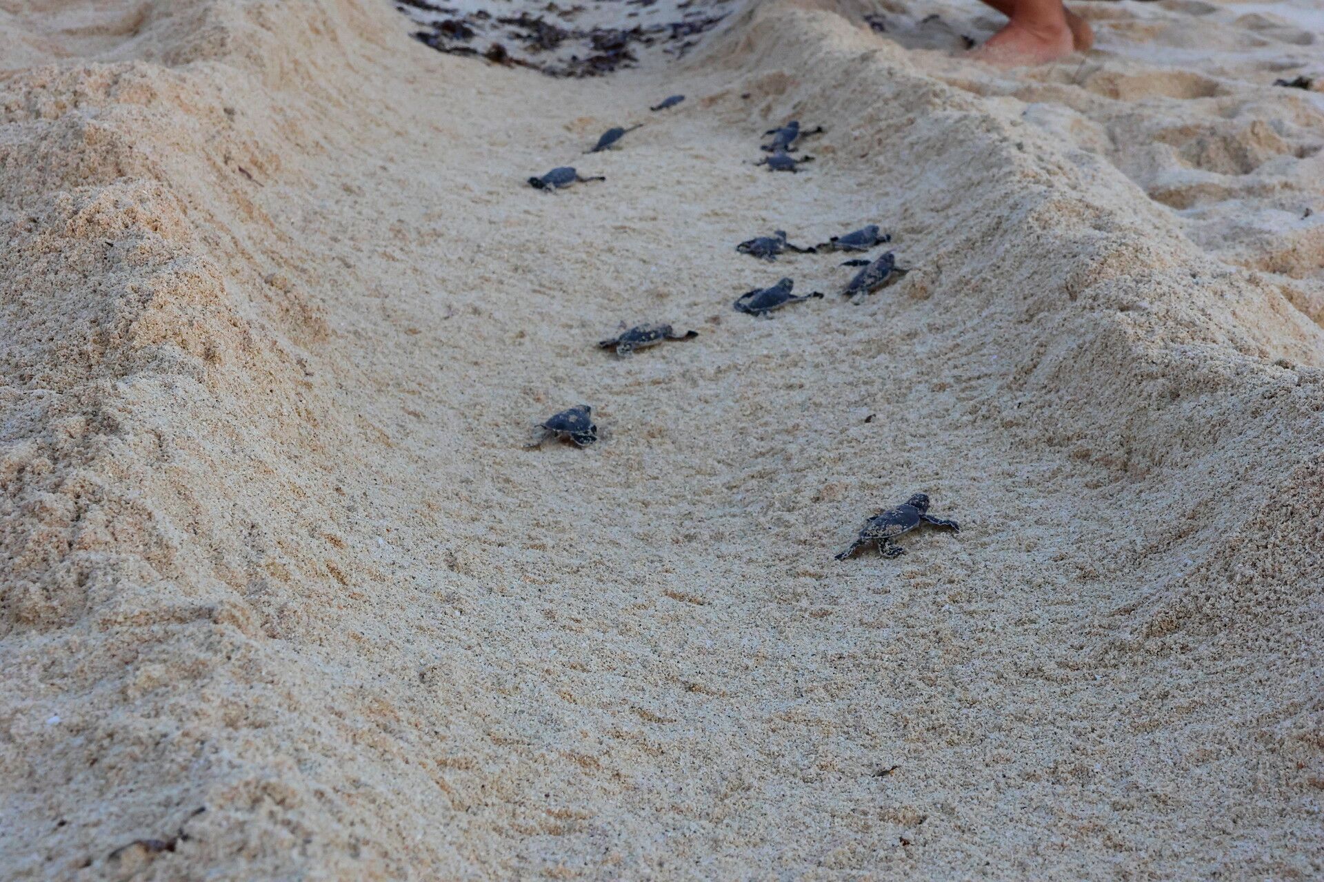 Tiwi Beach Kenia Baby Schildkröten beim Schlüpfen helfen und vor Vögeln beschützen mit der Tiwi Turtle Police