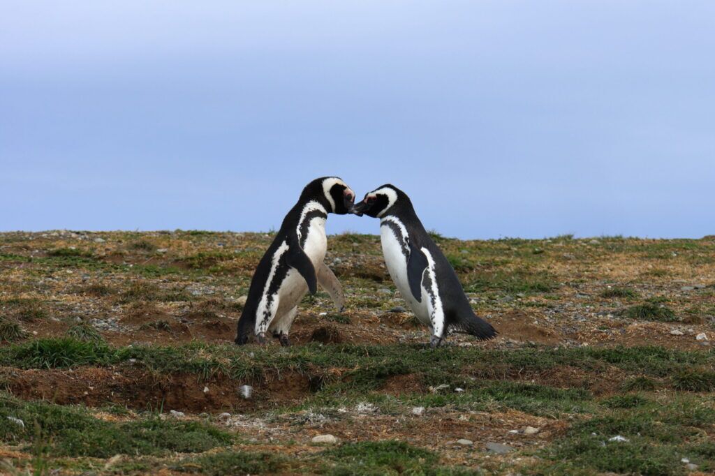 Tag 139 bis 140 – Pinguine statt Zwischenstopp – unser Abschied von Patagonien 5