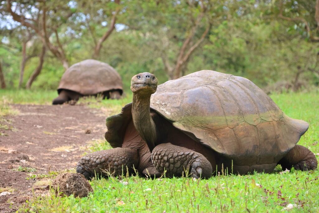 Tag 146 bis 150 – Willkommen im Paradies – unsere ersten Tage auf den Galápagos-Inseln 3