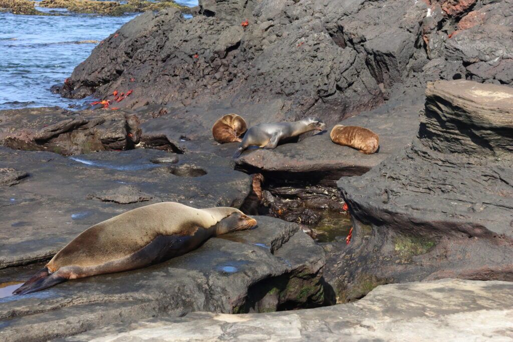 Tag 151 bis 156 – Fünf Tage im Naturdokumentarfilm: Die Galápagos-Kreuzfahrt 2